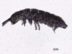 Image of Brachystomellidae