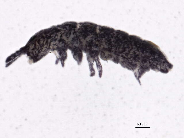 صورة Brachystomellidae