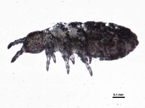 Image of Brachystomellidae