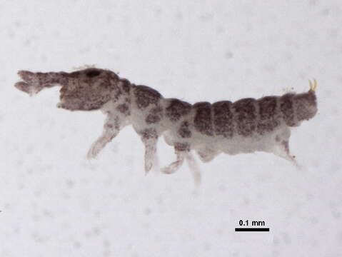 Imagem de Ceratophysella denticulata (Bagnall 1941)