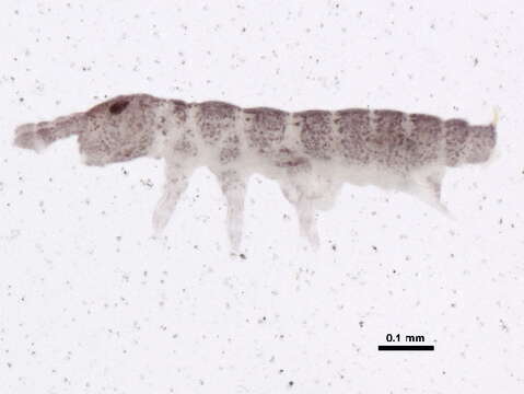 Image of Ceratophysella denticulata (Bagnall 1941)