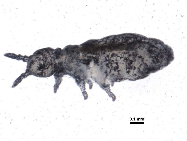 صورة Brachystomellidae