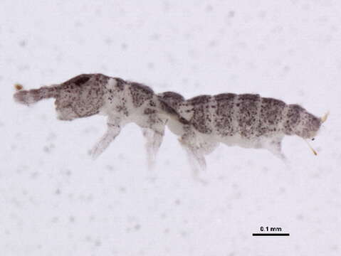 Image of Ceratophysella denticulata (Bagnall 1941)