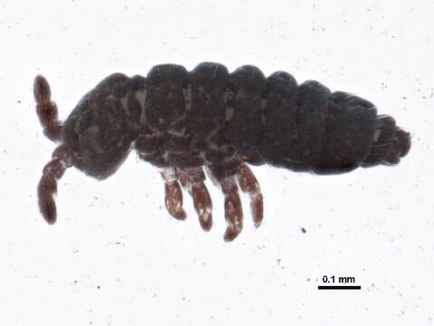 Image of Hypogastruroidea