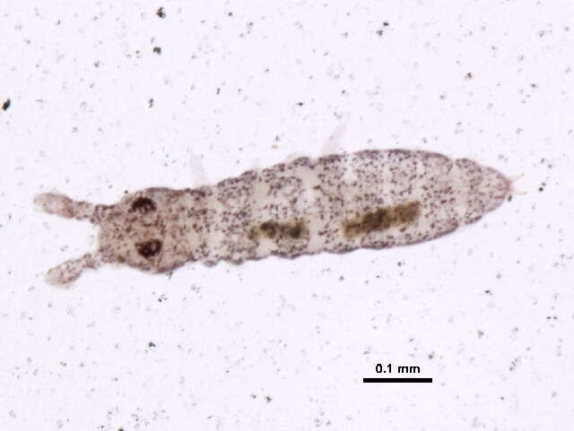 Image of Ceratophysella denticulata (Bagnall 1941)