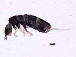 Image of Springtail