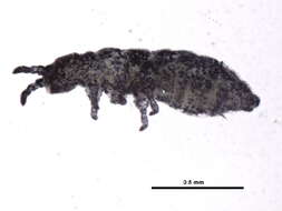 Image of Brachystomellidae