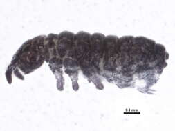 صورة Brachystomellidae