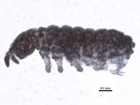 Image of Brachystomellidae