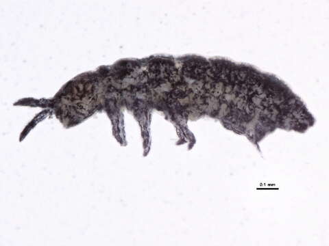 Image of Brachystomellidae