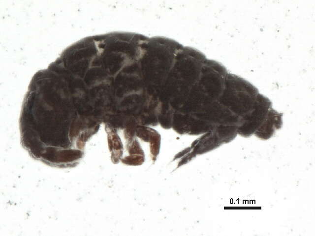 Image of Hypogastruroidea