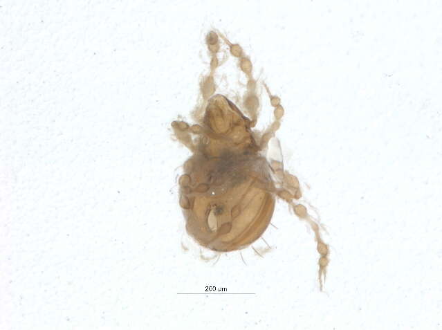 Image of Damaeus floccosus (Behan-Pelletier & Norton 1985)