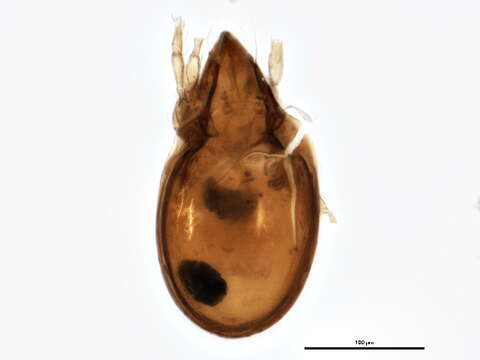 Image of Hemileiidae J. & P. Balogh 1984