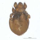 Image of Eueremaeus tetrosus (Higgins 1979)