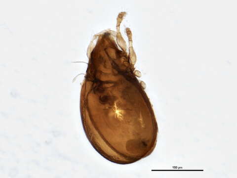 Image of Hemileiidae J. & P. Balogh 1984