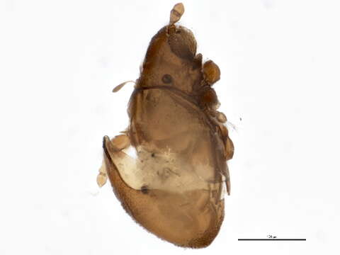 Image of Eueremaeus tetrosus (Higgins 1979)