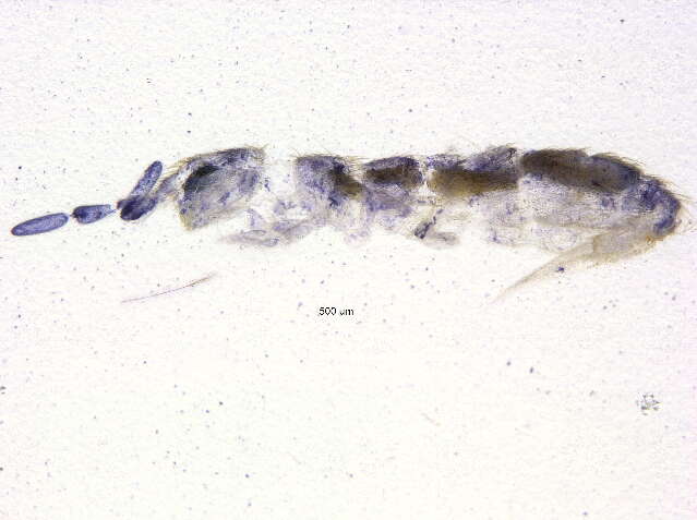 Image of Isotoma anglicana Lubbock & J 1862