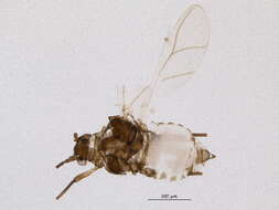 Image of Aphis (Aphis) pentstemonicola Gillette & M. A. Palmer 1929