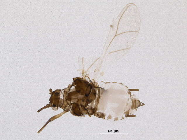 Image of Aphis (Aphis) pentstemonicola Gillette & M. A. Palmer 1929