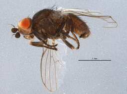 Image of aphid flies