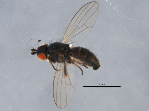 Image of Chamaemyia herbarum (Robineau-Desvoidy 1830)