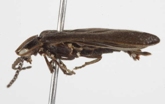 Image of Phausis rhombica Fender ex Hatch 1962