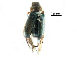 Imagem de <i>Dichelonyx backii</i>