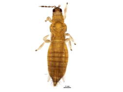 Image of Oxythrips