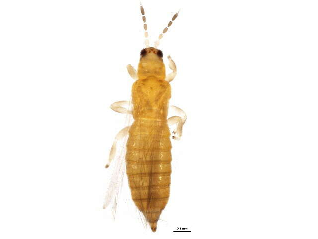 Image of Oxythrips