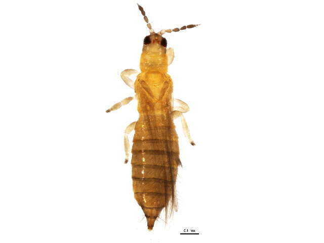 Image of Oxythrips