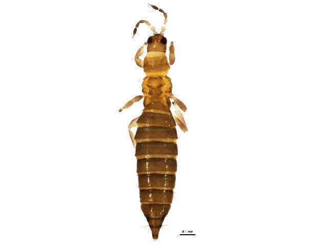 Image of Oxythrips