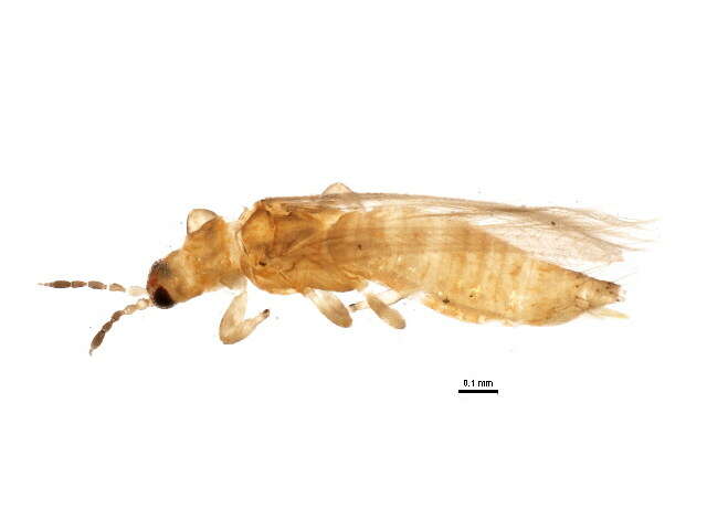 Image of Oxythrips