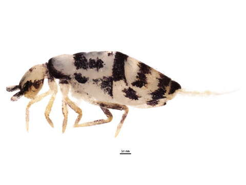 Image of Entomobrya comparata Folsom & JW 1919