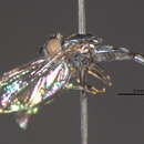 Image of Platycheirus setipes Vockeroth 1990