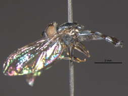 Image of Platycheirus setipes Vockeroth 1990