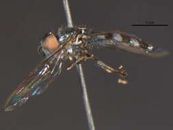 Image of Platycheirus setipes Vockeroth 1990