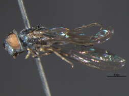 Image of Platycheirus setipes Vockeroth 1990