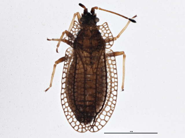 Image of lace bugs