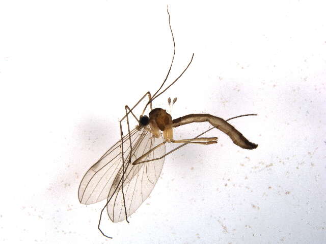 Image of Bolitophila
