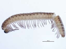 Image of Craspedosomatidae