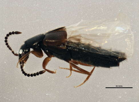 Image of Atheta (Atheta) brunneipennis (Thomson & C. G. 1852)