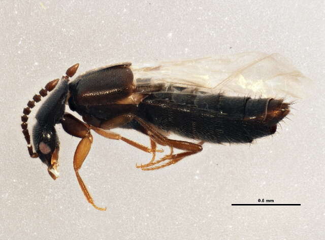 Image of Atheta (Atheta) brunneipennis (Thomson & C. G. 1852)