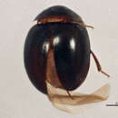 Image of Anisotoma errans Brown & W. J. 1937