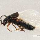 Image of Atheta (Dimetrota) capsularis Klimaszewski 2005