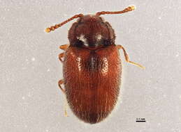 Image of Henotiderus lorna (Hatch 1962)