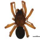 Image of Hilaira herniosa (Thorell 1875)