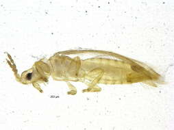 Image of Thripinae