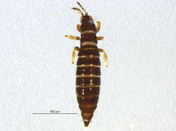 Image of Thripinae