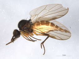 Image of Anthepiscopus