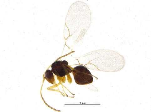 Image of <i>Alloxysta basimacula</i>